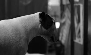 mascotte margo